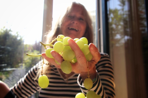 Como plantar uvas no quintal (Foto: Getty Images)