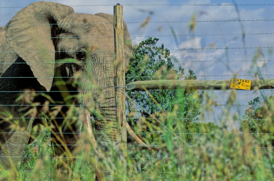 Elefante em área com cercas eletrificadas no Quênia.