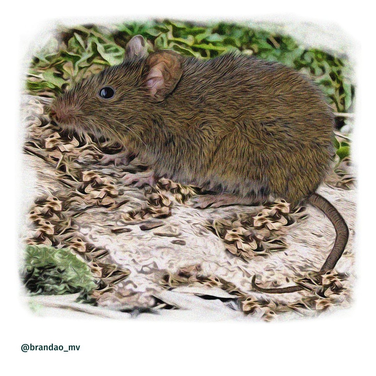 Nova espécie de roedor é descoberta na Amazônia Terra da Gente G1