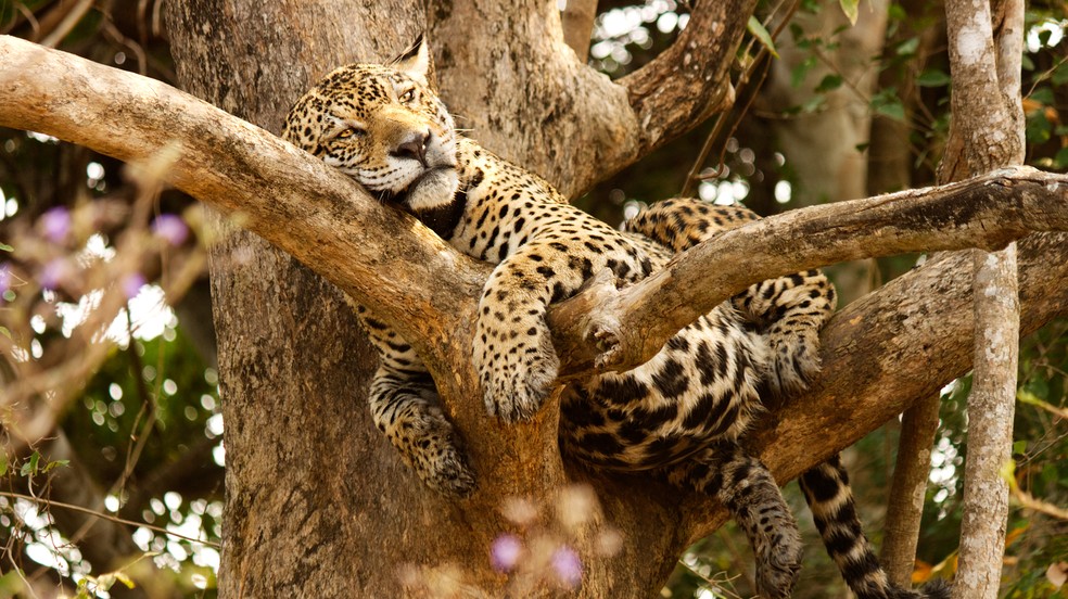 Onça-pintada que preferiu ficar em cima da árvore chama-se Fera. — Foto: Reprodução/FabioPaschoal