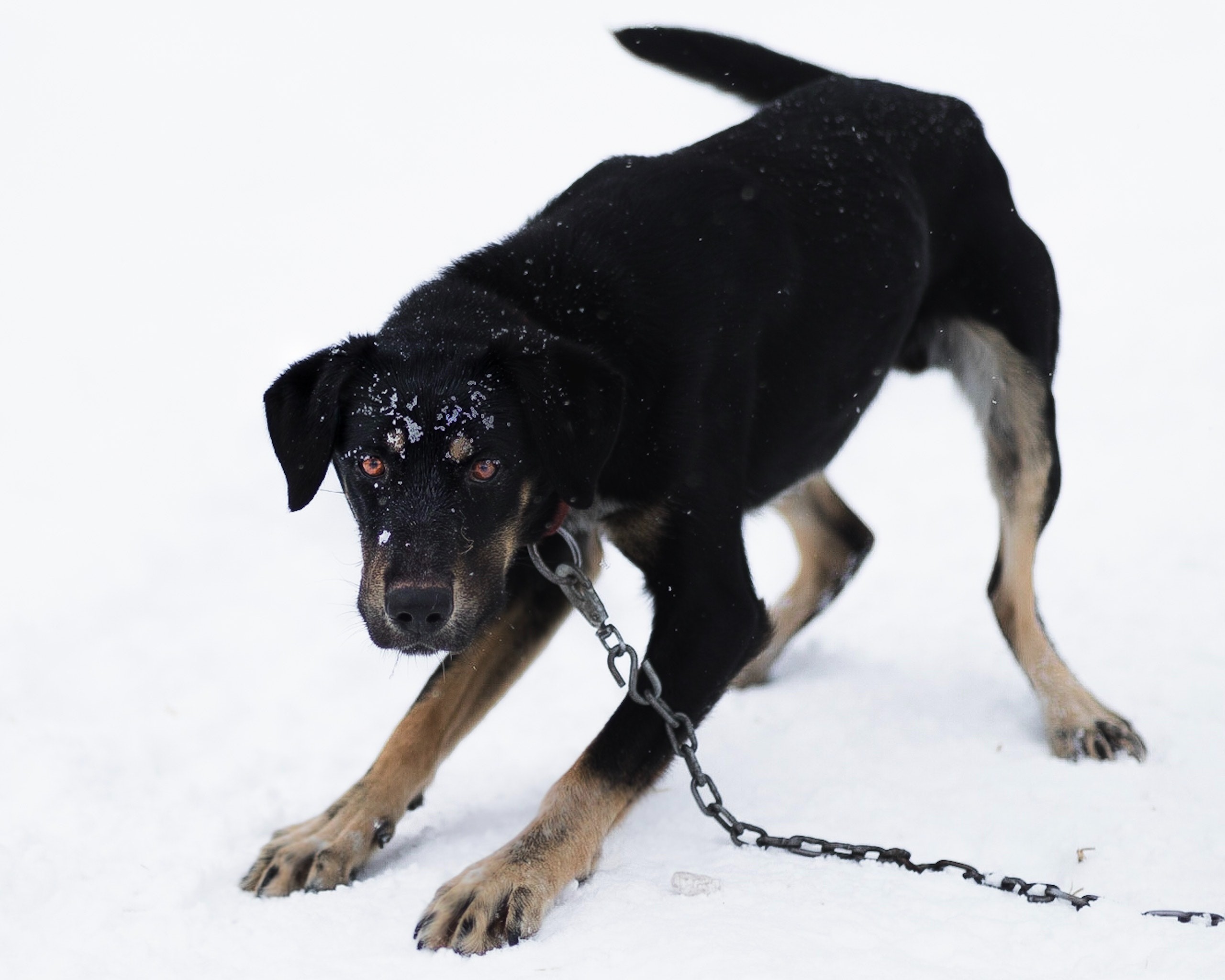 Cachorro reativo: entenda o que é e quando procurar um adestrador