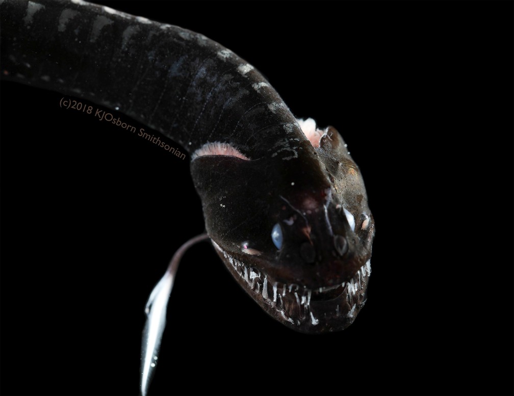 Dragão preto do pacífico, um dos peixes 'ultra-pretos' que tiveram a pele estudada em pesquisa nos EUA — Foto: Karen Osborn/Smithsonian/Handout via REUTERS