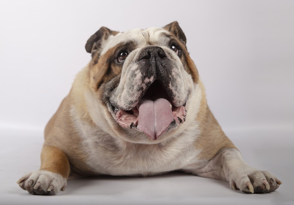 Veterinários utilizam o Escore de Condição Corporal (ECC) para avaliar a camada de gordura corporal em cães e gatos — Foto: Freepik