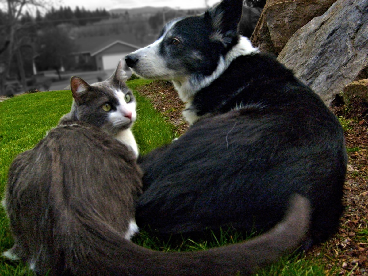 Os cães e gatos podem virar verdadeiros amigos, podendo até dividir as refeições, mas nem sempre isso é bom (Foto: Flickr/ Scott 97006/ CreativeCommons)