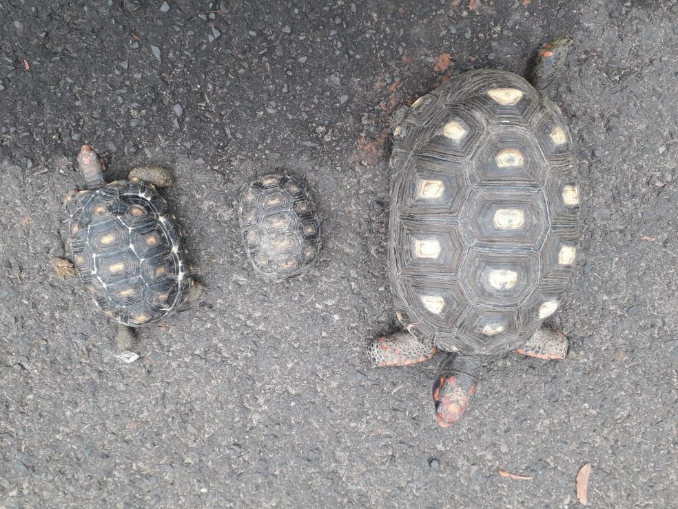 Jabutis foram apreendidos durante operação da Polícia Ambiental, em Presidente Prudente (SP) — Foto: Polícia Ambiental