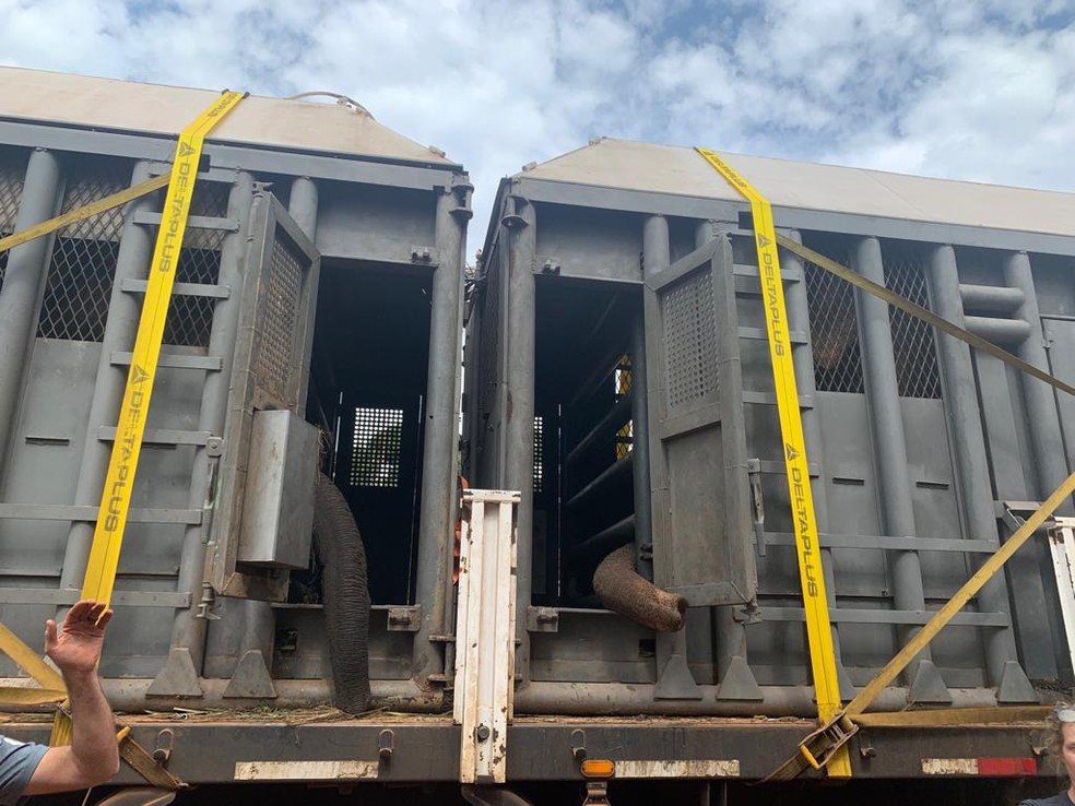As elefantas ficaram em uma caixas de transporte durante seis dias &mdash; Foto: Reprodu&ccedil;&atilde;o/Luiz Gongaza Neto
