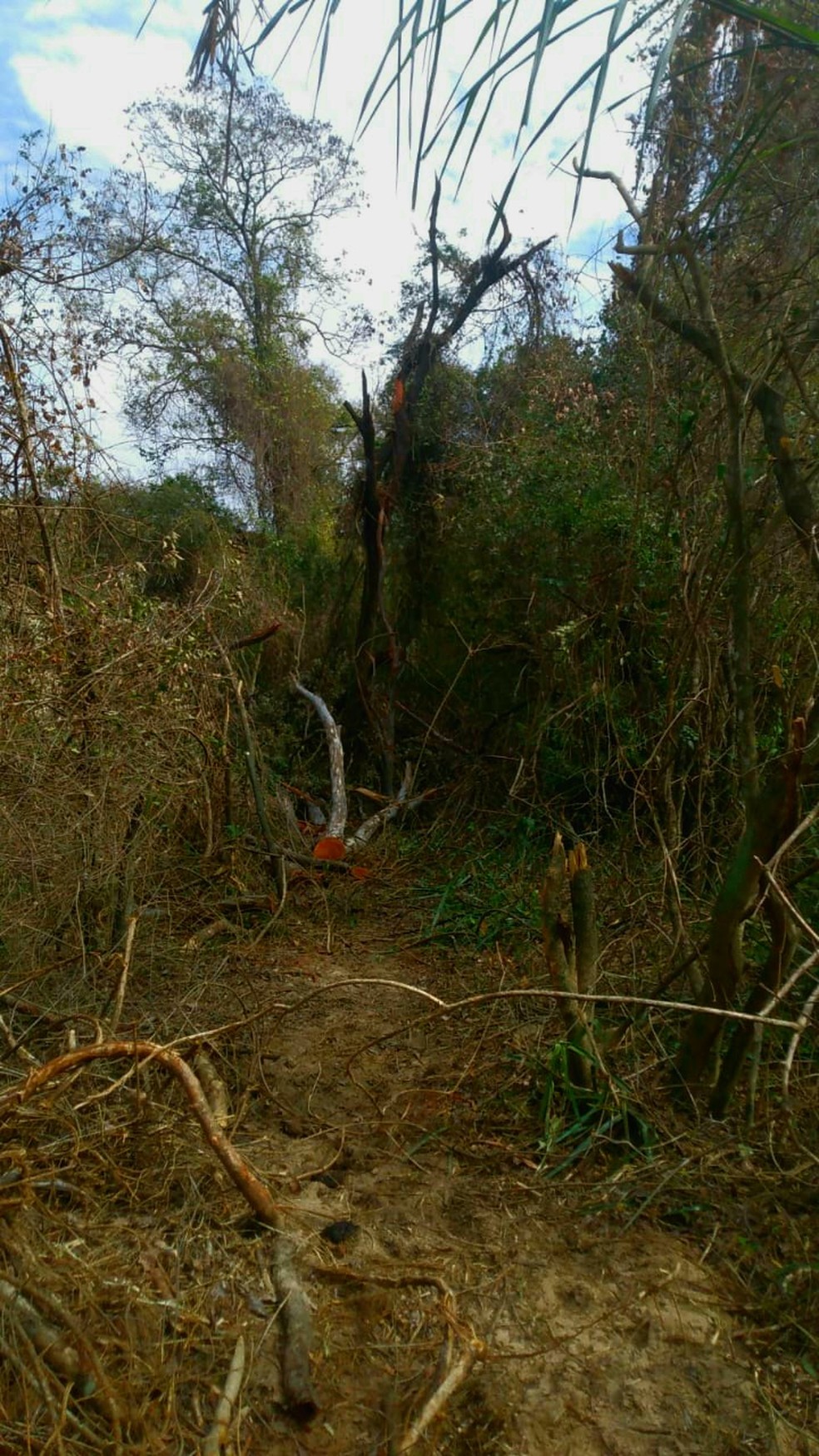 Homem não tinha autorização para o corte das árvores nativas — Foto: Polícia Ambiental