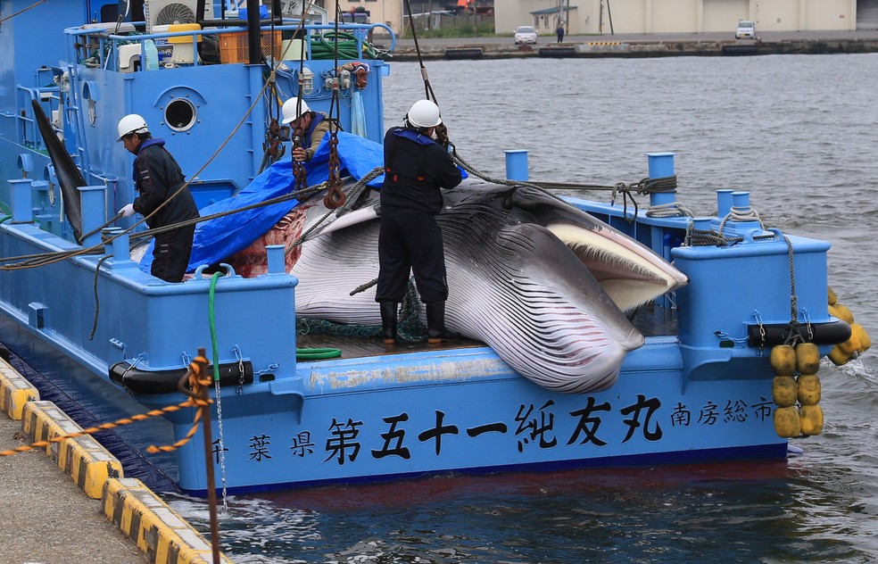 Trabalhadores preparam-se para descarregar uma baleia minke capturada em 1º de julho, em porto em Kushiro, em Hokkaido, no Japão  — Foto: Masashi Kato/ Reuters