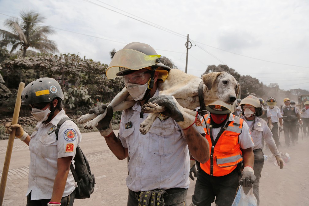 Bombeiro carrega cão resgatado na localidade de San Miguel Los Lotes após a erupção do Vulcão de Fogo (Foto: Reuters/Luis Echeverria)