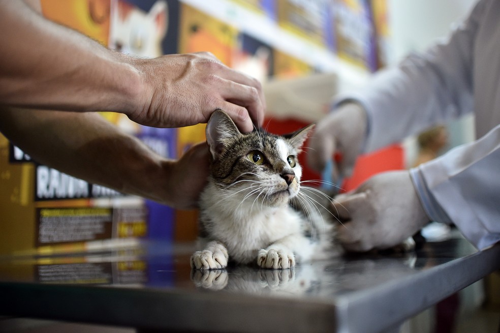 Gato recebe vacina antirrábica por equipe em Brasília — Foto: Andre Borges/Agência Brasília