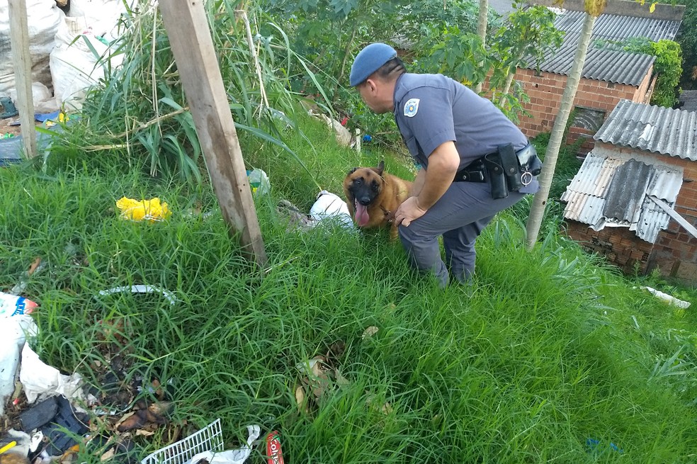 Se não fossem encontradas pelos cães, drogas ainda poderiam estar nas ruas (Foto: Stephanie Fonseca/G1)