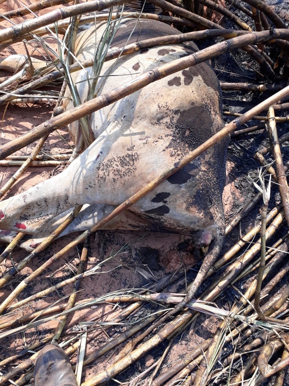 Animais morrem carbonizados em incêndio em Dracena — Foto: Irene de Oliveira/Cedida 
