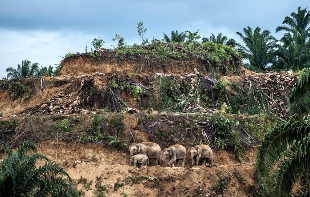 Sobreviventes das palmeiras é o trabalho de Bertie Gekoski (Reino Unido/Estados Unidos)  (Foto: Bertie Gekosk/WPY/BBC)