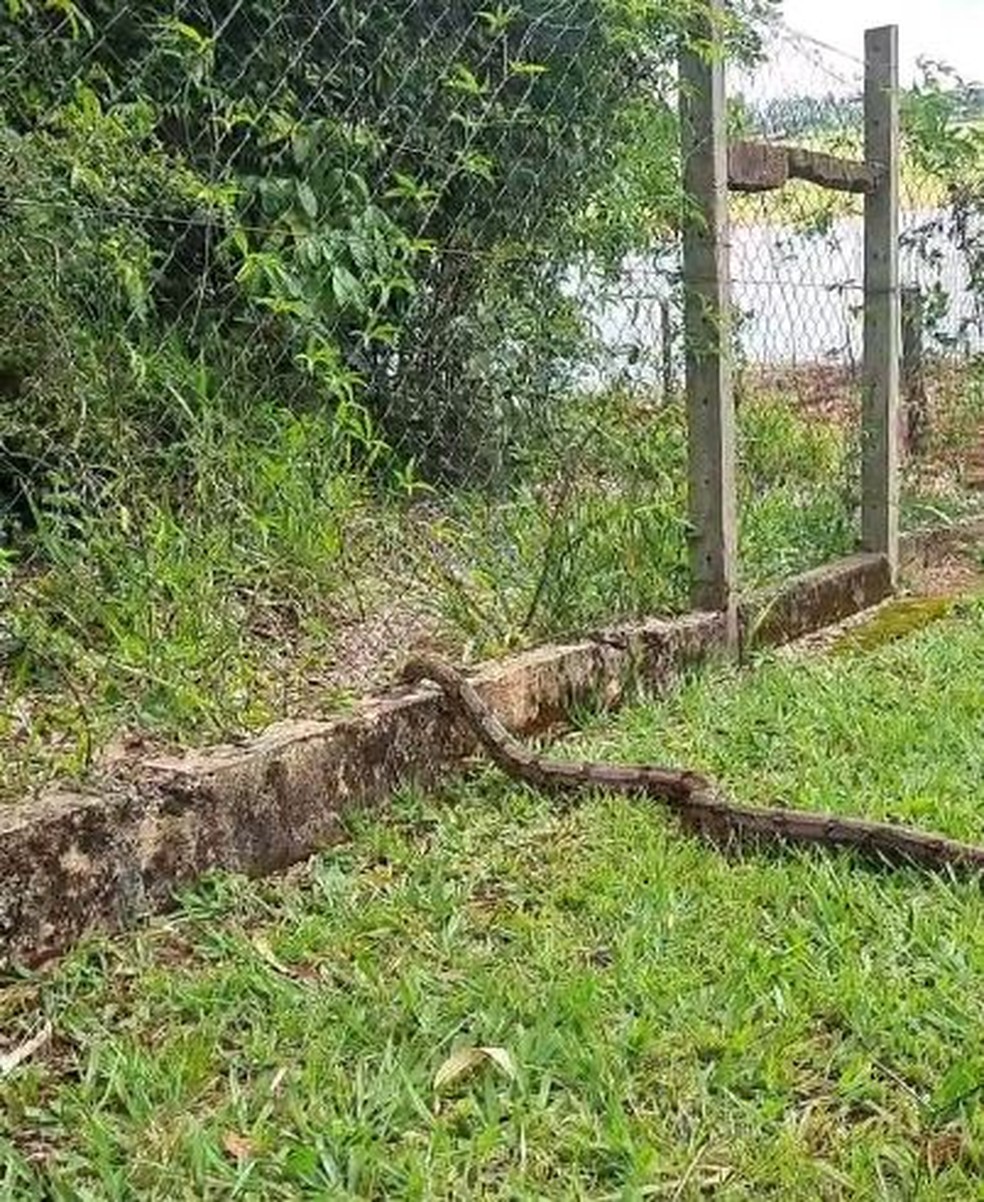 Jiboia é flagrada atravessando casa em Avaré (SP) — Foto: Arquivo Pessoal