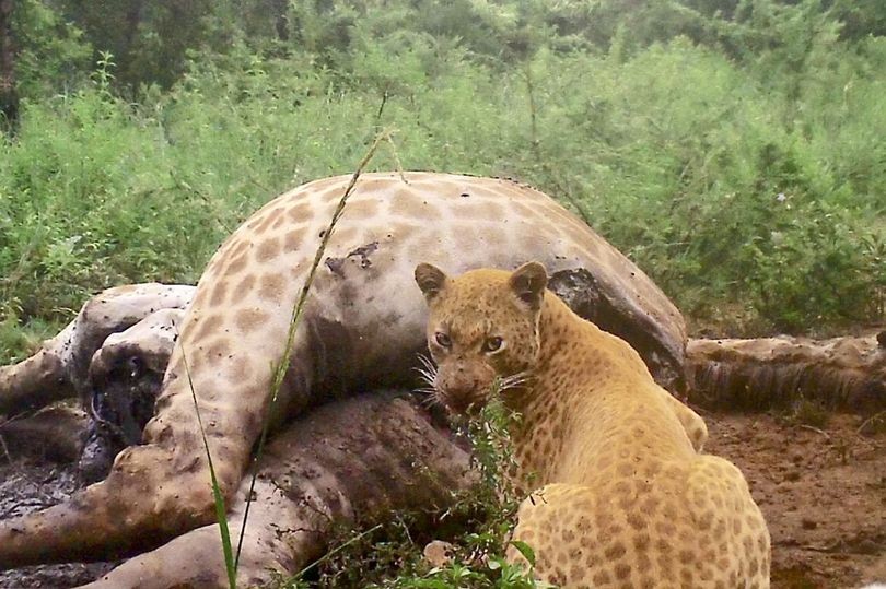 Leopardo se alimenta de carcaça de girafa  (Foto:  Black Leopard Mountain Lodge)