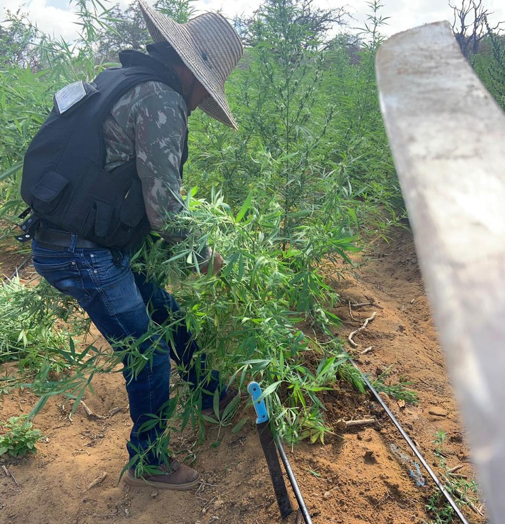 PlantaÃ§Ã£o com 120 mil pÃ©s de maconha Ã© localizada durante operaÃ§Ã£o na Bahia â Foto: DivulgaÃ§Ã£o/PolÃ­cia Civil