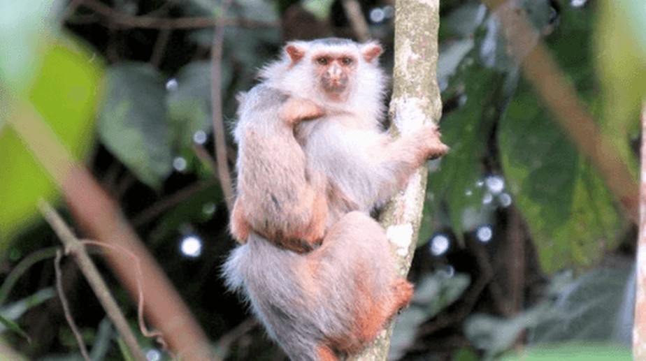 Nova espécie foi lo​calizada em estudos do Programa de Monitoramento de Primatas,  realizado pela UHE Teles Pires.