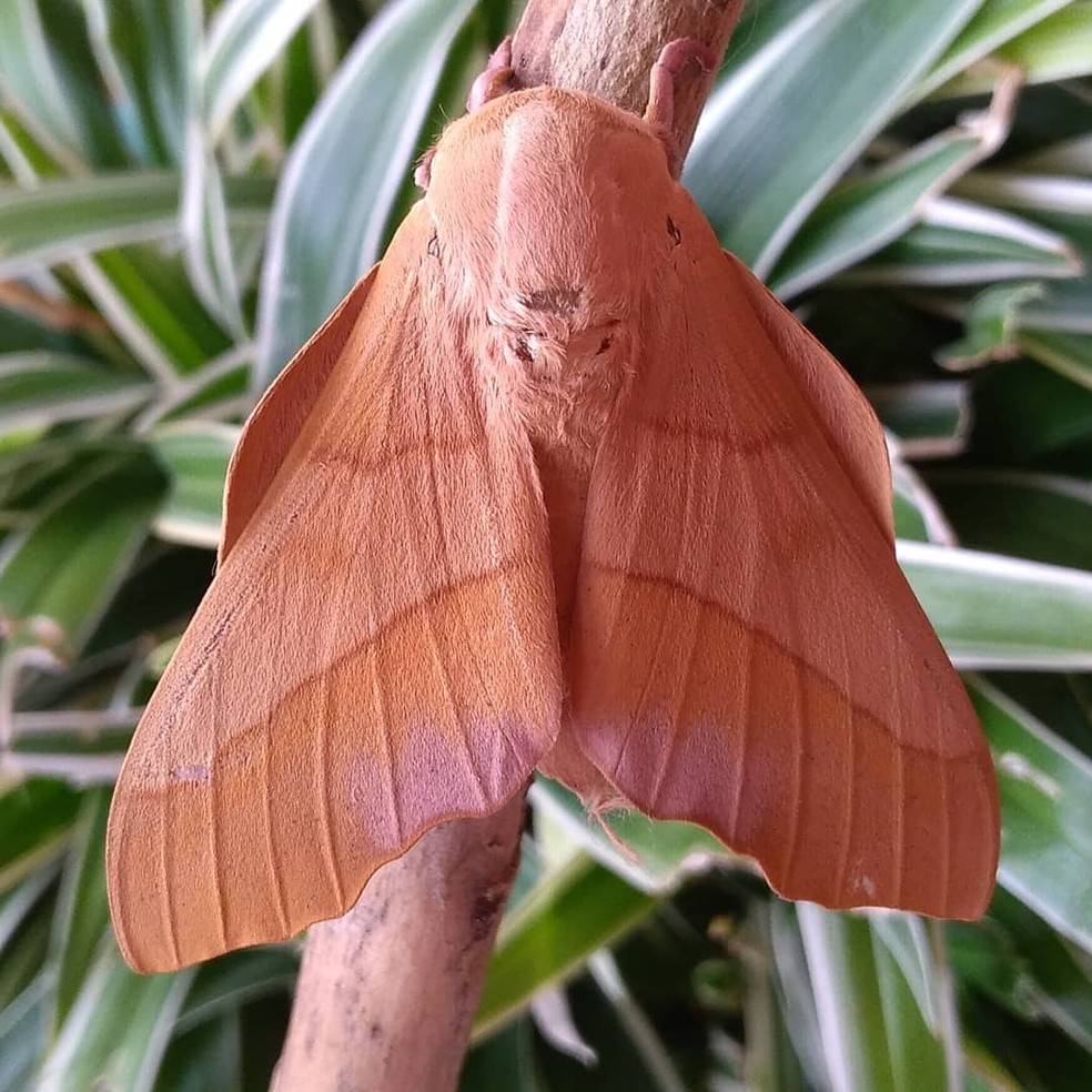 Borboletas E Mariposas Se Diferenciam Por Repouso Das Asas E Antenas Terra Da Gente G1 A mariposa faz parte da classe de lepidópteros, família da borboleta. borboletas e mariposas se diferenciam