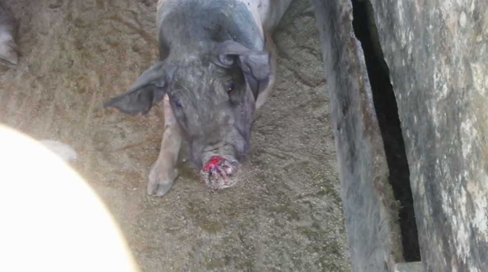 Porco é achado com focinho mutilado no sítio de vereador em Brodowski, SP (Foto: Arquivo pessoal/Divulgação)