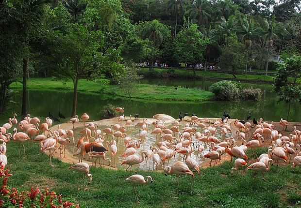 Flamingos no Zoológico de São Paulo. Foto: Carlos Severo / Fotos Públicas.