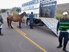 Mais de 300 animais soltos nas rodovias já foram recolhidos em 2015