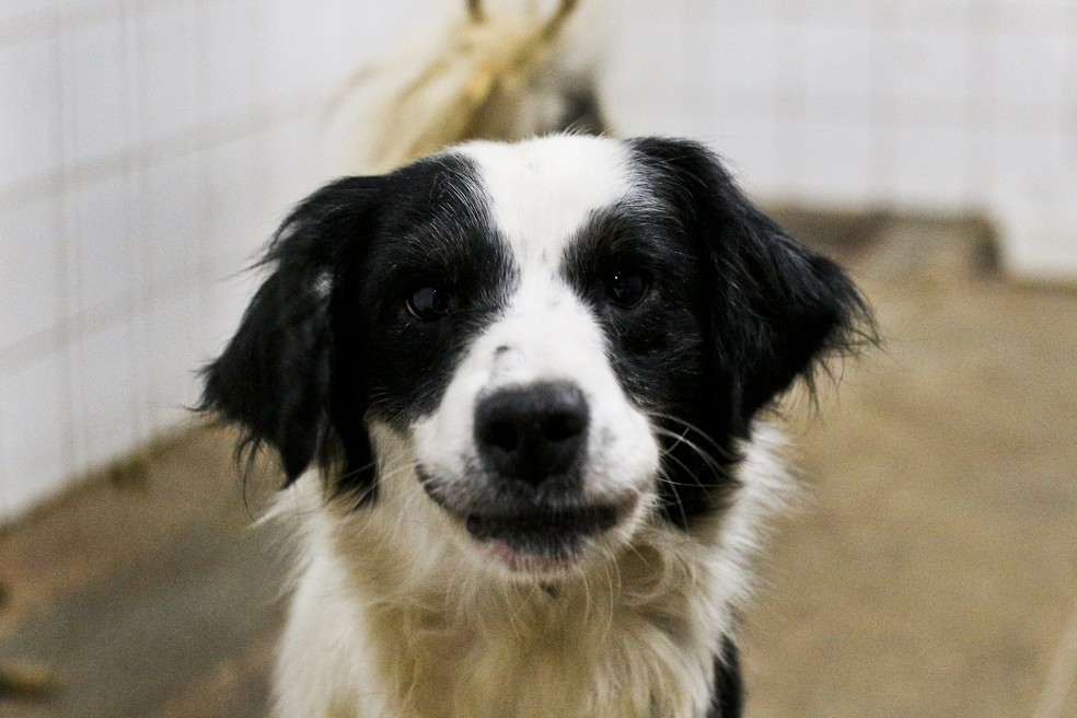 Zoonoses tem 83 animais aptos para adoção — Foto: Breno Esaki/Agência Saúde