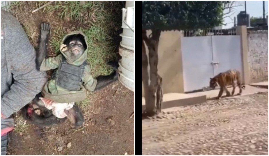 Macaco-aranha e tigre de bengala pertencentes a narcotraficantes mexicanos