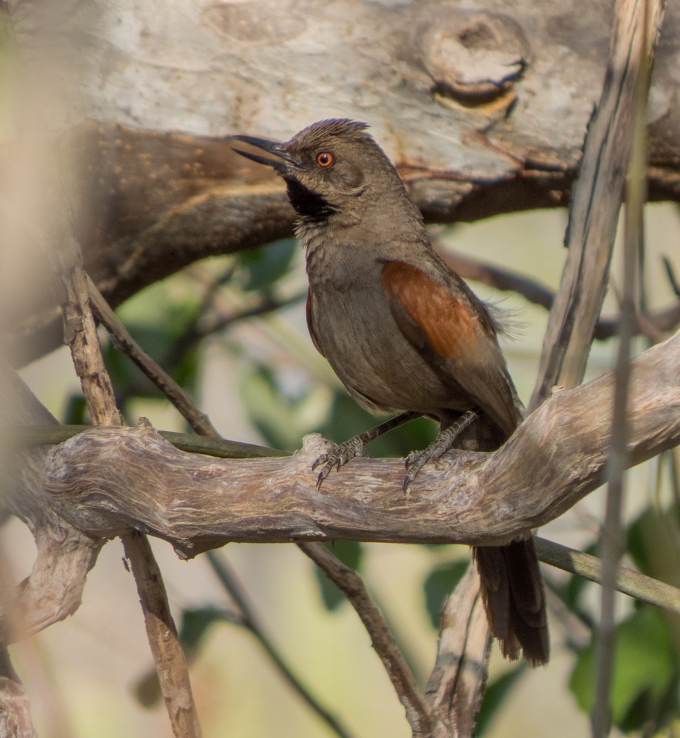 O joão-xique-xique (Synallaxis hellmayri) é uma espécie rara que habita os arbustos baixos e a vegetação rasteira da caatinga — Foto: Breno Farias/VC no TG