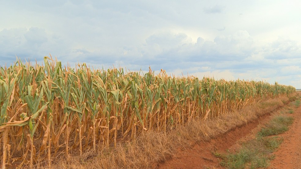 Plantação de milho seca em propriedade no interior do Rio Grande do Sul — Foto: Reprodução/RBS TV
