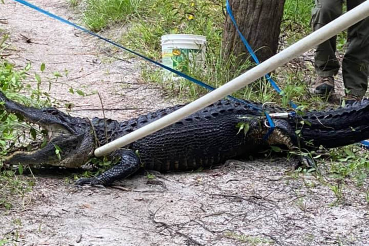 Ciclista é atacado por crocodilo de 3 metros em parque na Flórida (Foto: Reprodução/ NY Post)
