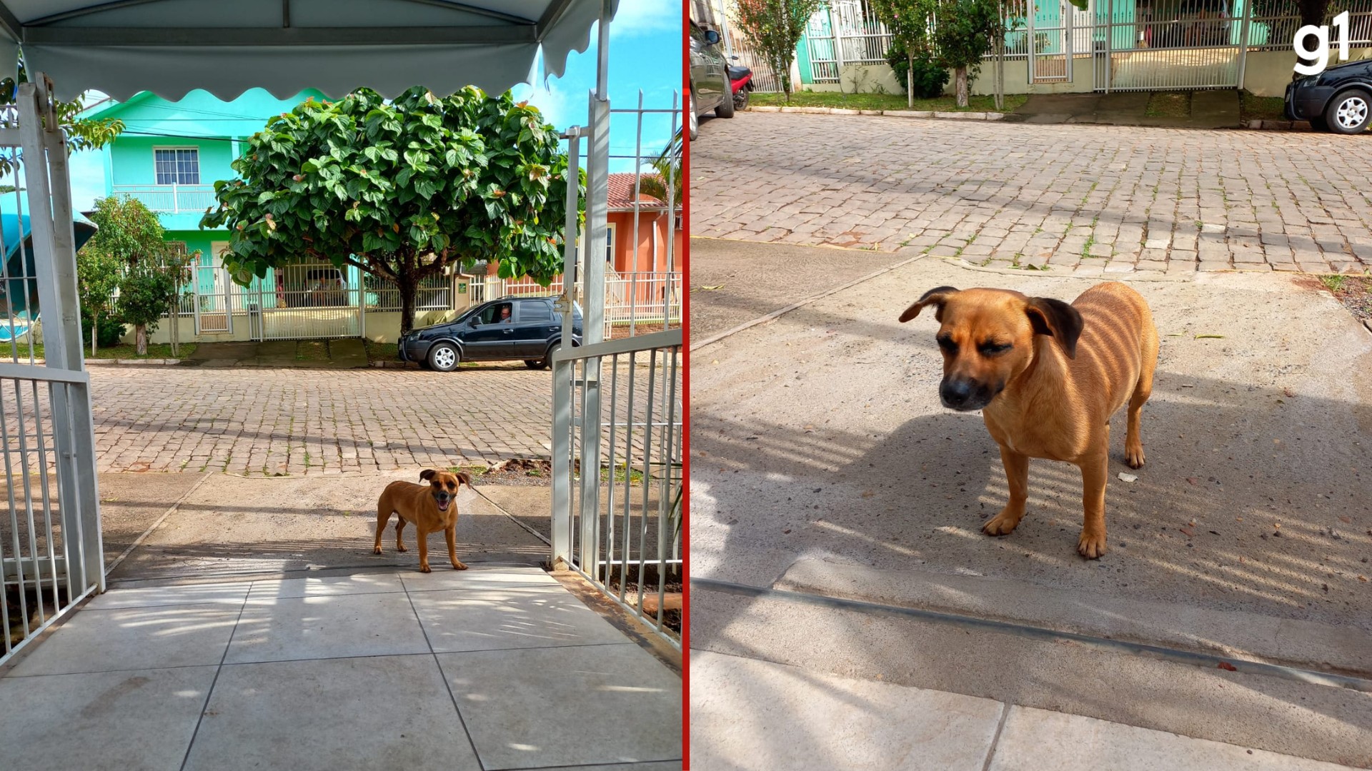 Cachorro espera na frente de hospital no RS enquanto dona faz exames: 'onde nós vamos ele vai atrás'; VÍDEO