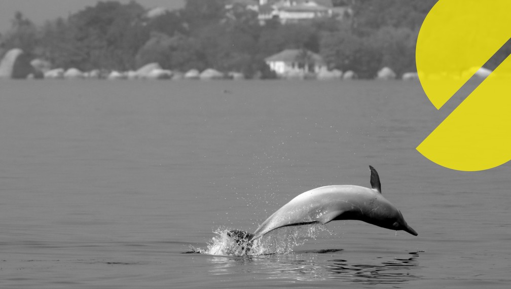 Boto nada na Ba&iacute;a de Guanabara; ao fundo, a Ilha de Paquet&aacute; &mdash; Foto: Custodio Coimbra