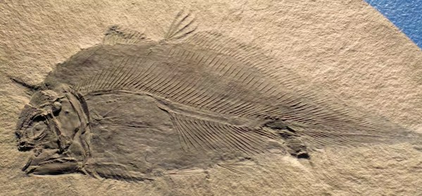 Allenypterus montanus, um peixe celacanto fóssil do calcário Bear Gulch em Montana (Foto: Reprodução/Flickr)