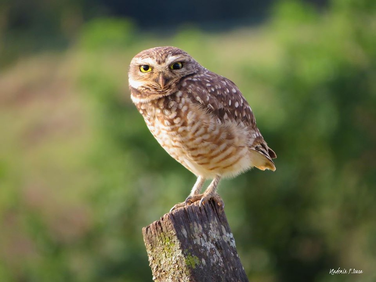 Corujas da cidade: conheça as aves de rapina que vivem perto de você ...