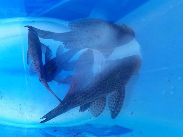 Peixes são colocados em tanques no Espírito Santo (Foto: Luis Carlos Dubberstein/ Sanear)