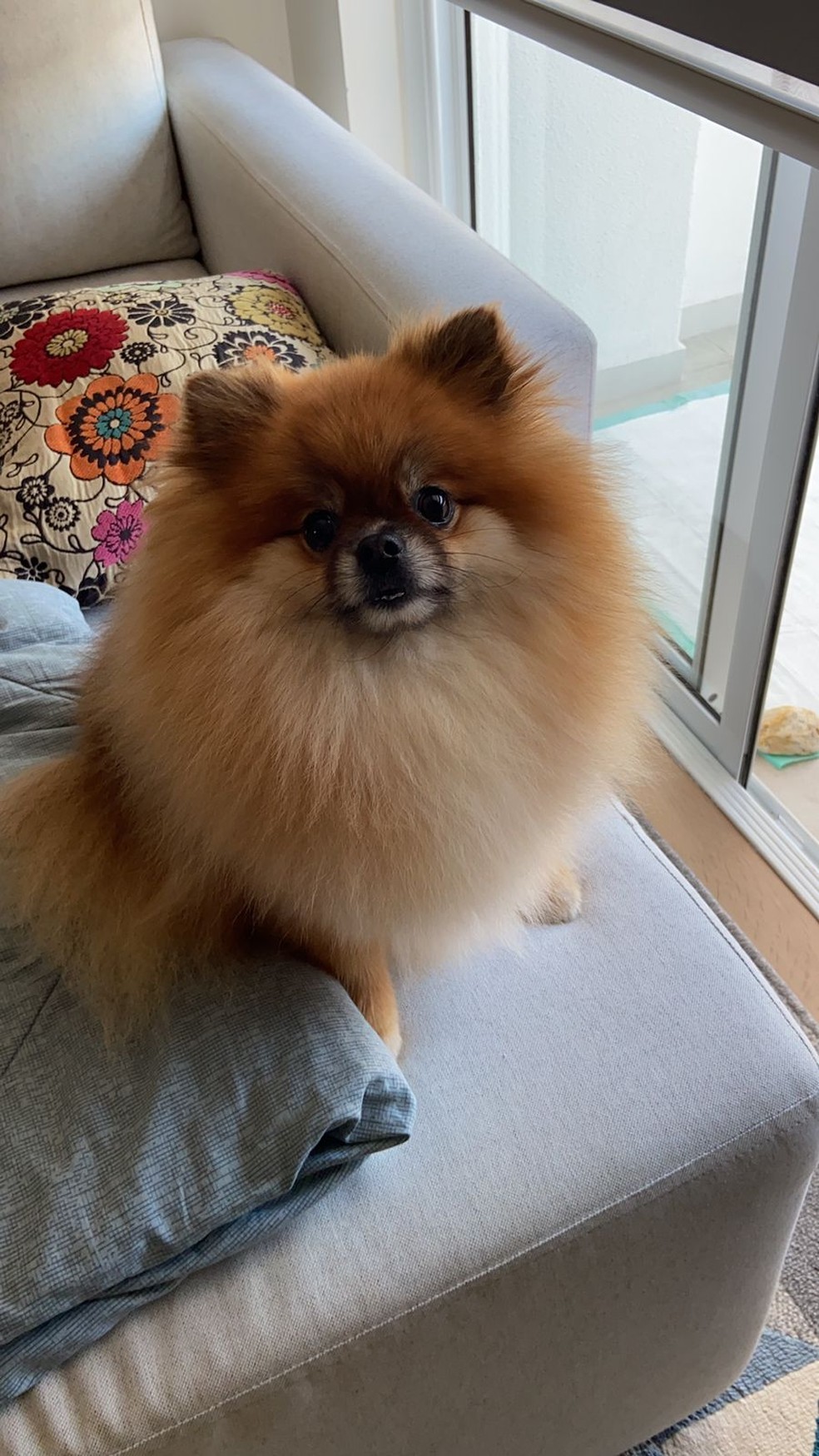 Cachorro é de raça foi levado por dois homens em São José — Foto: Andre Souza/ Arquivo Pessoal