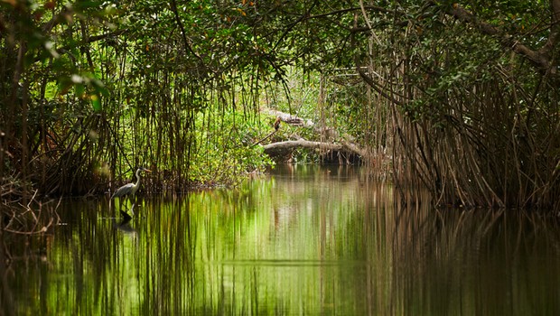Apple financia proteção de floresta de mangue de 27.000 acres na Baía de Cispatá, na costa caribenha da Colômbia (Foto: Divulgação/Apple)