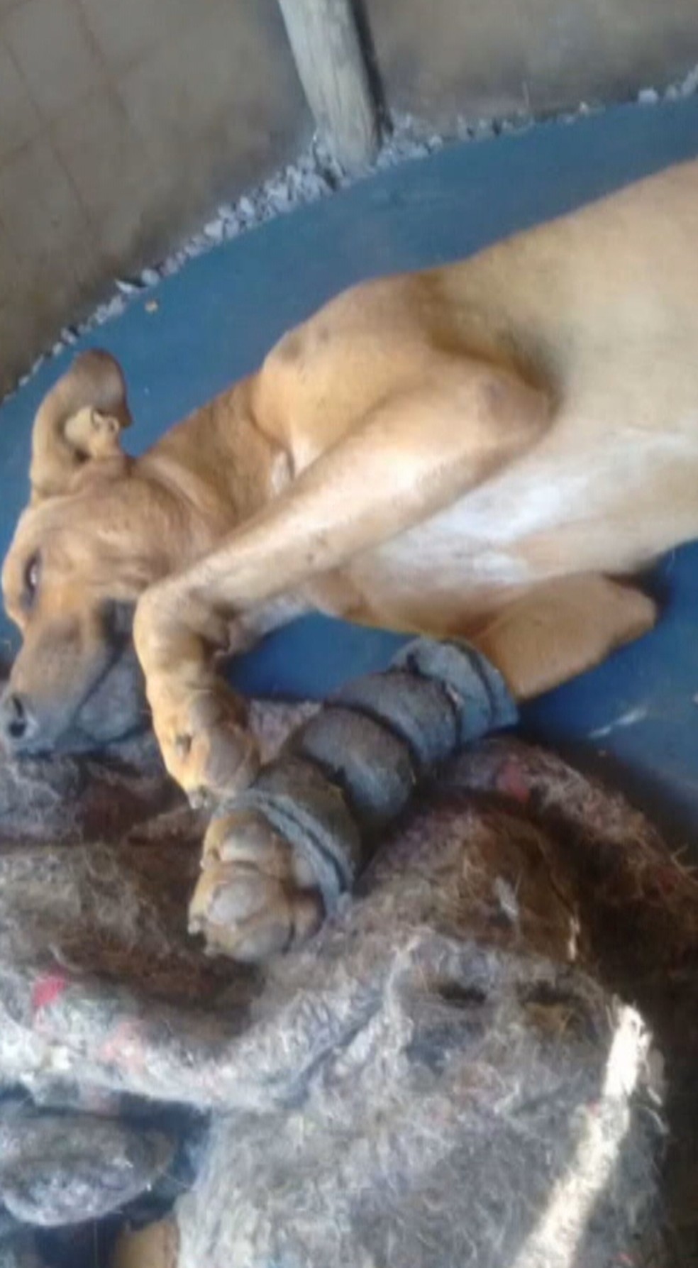 Cachorro fica ferido apÃ³s cair de parapente â?? Foto: ReproduÃ§Ã£o/TV Globo