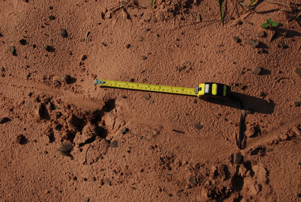 Marcas de pegadas e outros rastros deixados pelo tatu-canastra foram essenciais para os resultados da pesquisa no Cerrado — Foto: Instituto de Conservação de Animais Silvestres/Acervo