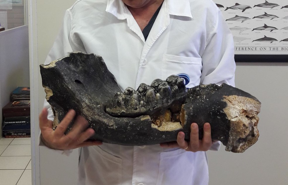 Mandíbula de mastodonte é encontrada em Sombrio (Foto: Museu Oceanográfico Univali/Divulgação )