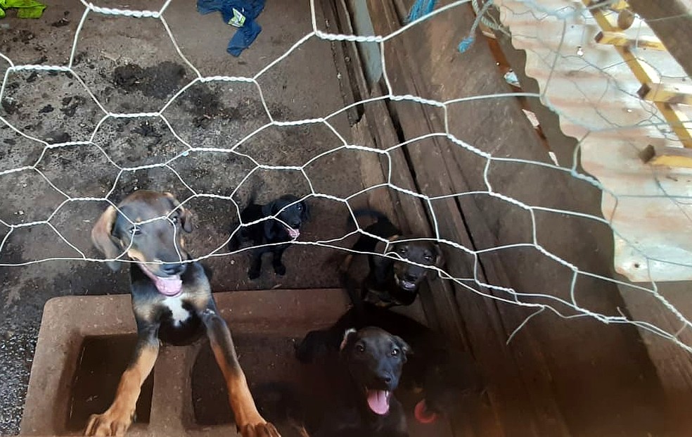 Cães em situação de maus-tratos são resgatados em Barretos (SP) — Foto: Polícia Ambiental/Divulgação