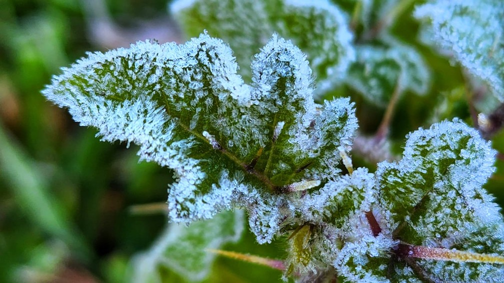 Vegetação coberta com fina camada de gelo em São Joaquim — Foto: Mycchel Legnaghi/São Joaquim online