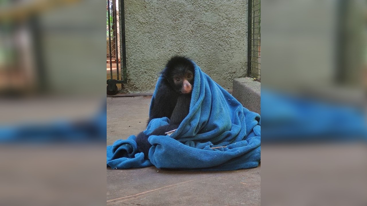 Com a chegada do frio, animais ganham mantas e até aquecedores em zoológico do interior de SP