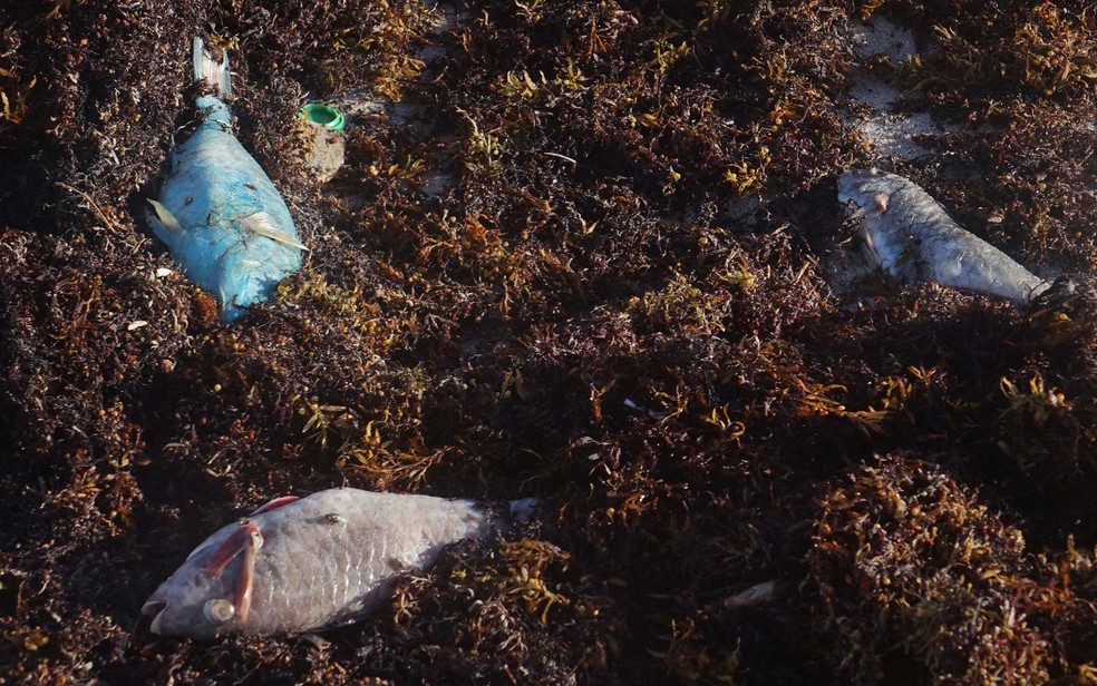 Peixes mortos pelo fenômeno ‘maré vermelha’ em Ocean Rodge, na Flórida — Foto: Joe Cavaretta / Sun-Sentinel / via AP