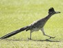 Papa-léguas 'invade' torneio de golfe (Rob Schumacher/USA TODAY Sports/Reuters)