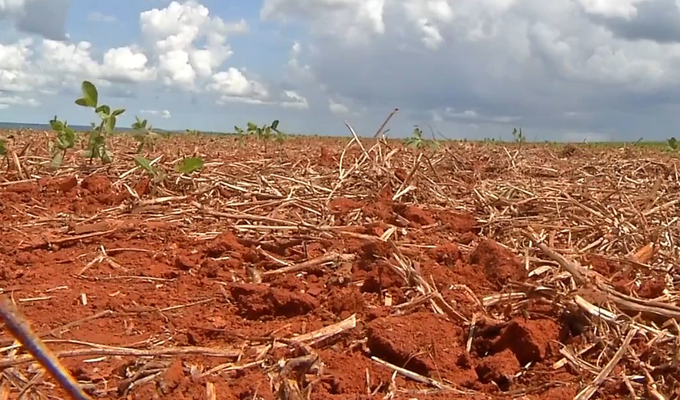 Crotalária prepara o solo para semeadura da soja, em setembro — Foto: Reprodução/TVCA