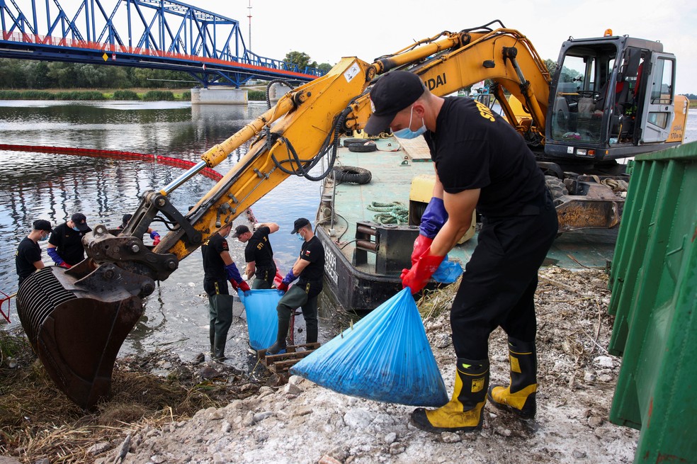Peixes mortos são retirados de rio Oder na divisa entre Polônia e Alemanha — Foto: Lisi Niesner/REUTERS