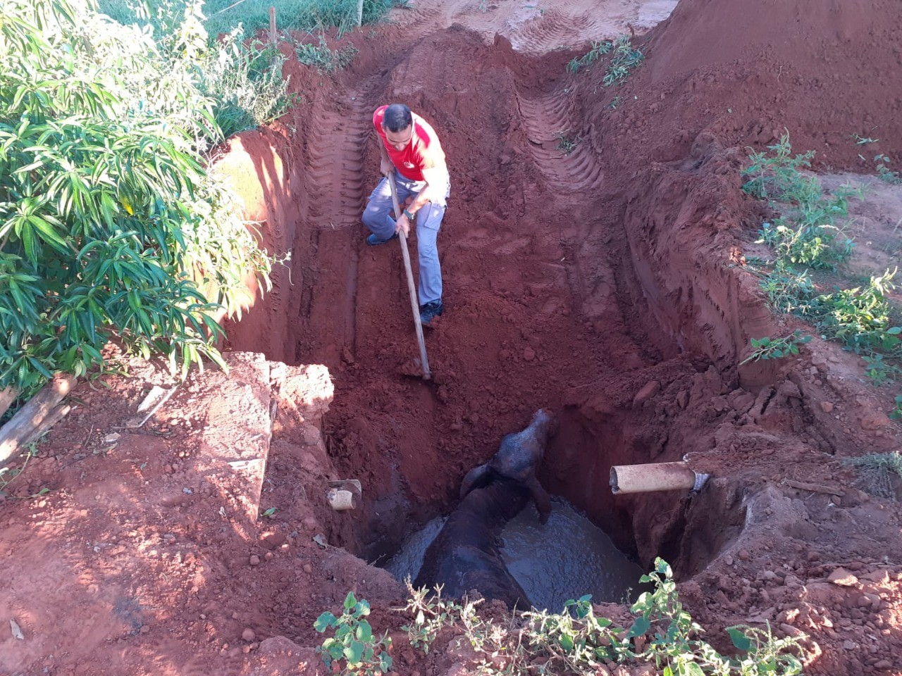 Vaca cai em fossa de esgoto com 5m de profundidade e fica atolada por 4h até ser resgatada pelo Corpo de Bombeiros