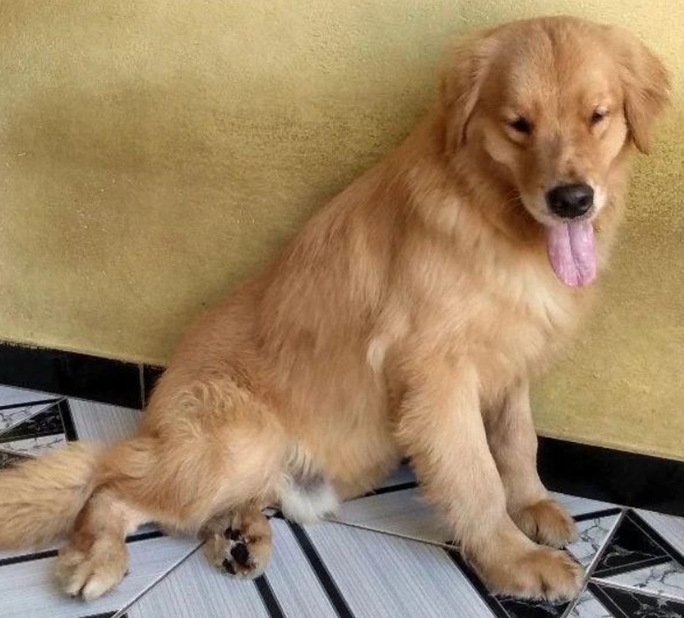 Cão Valentim foi diagnosticado com hidrocefalia hipoplasia cerebral e sofre com convulsões. — Foto: Arquivo pessoal