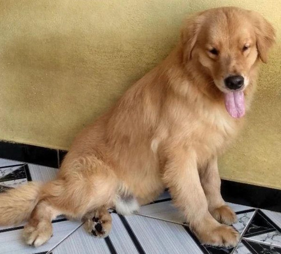 Cão Valentim foi diagnosticado com hidrocefalia hipoplasia cerebral e sofre com convulsões.  — Foto: Arquivo pessoal